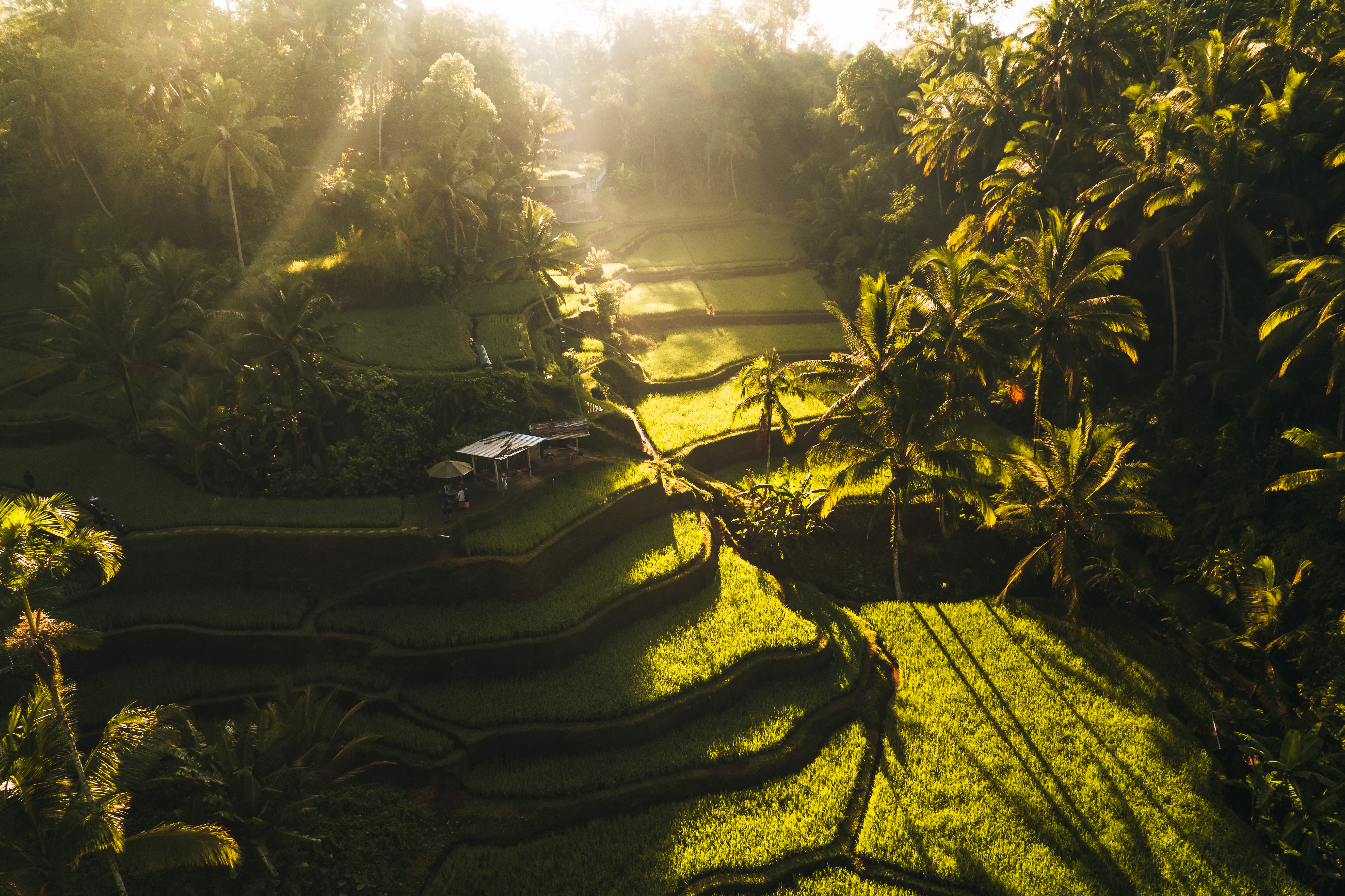 aerial-drone-view-of-tegallalang-rice-fields-terra-2025-03-08-03-00-19-utc.jpg